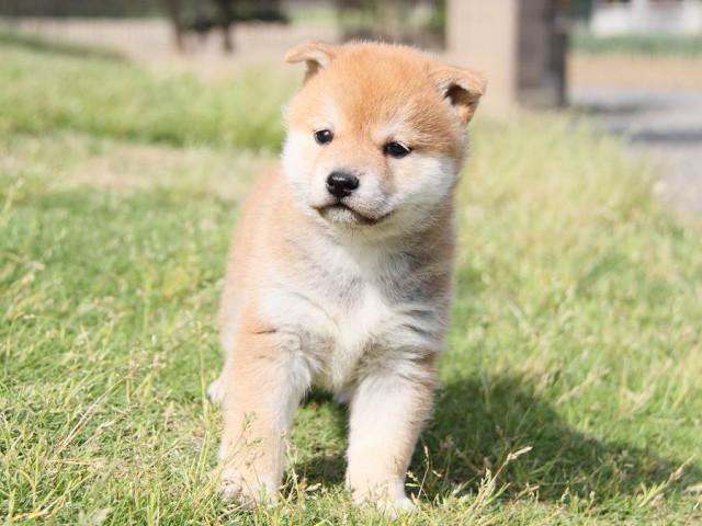 IMG_0437-shibainu Puppy