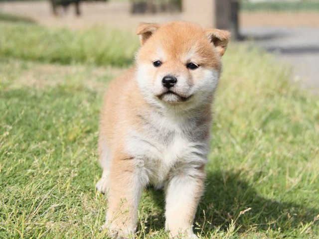 IMG_0443-shibainu Puppy