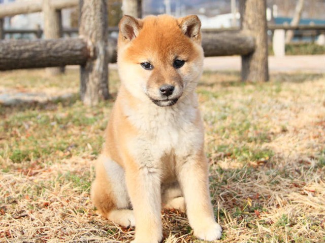 IMG_0603shibainu