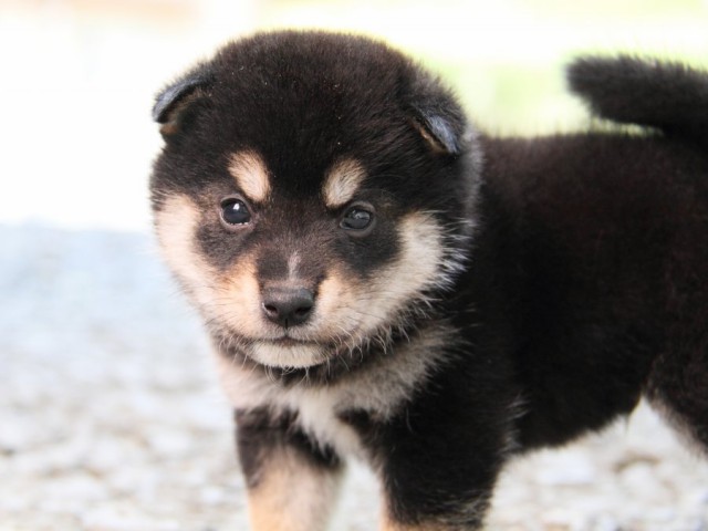 IMG_0636-shibainu-puppy