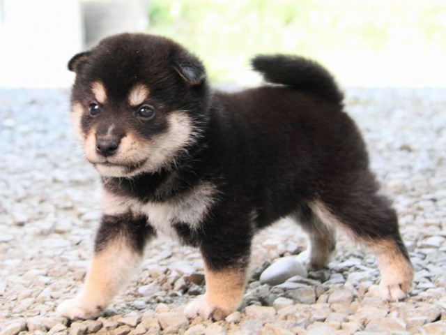 IMG_0637-shibainu-puppy