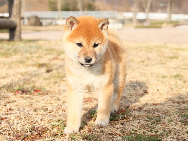 IMG_0706shibainu