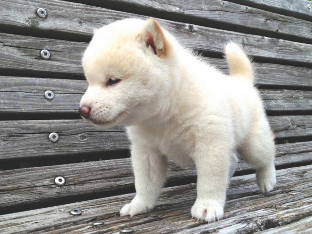 IMG_0787-shibainu-puppy