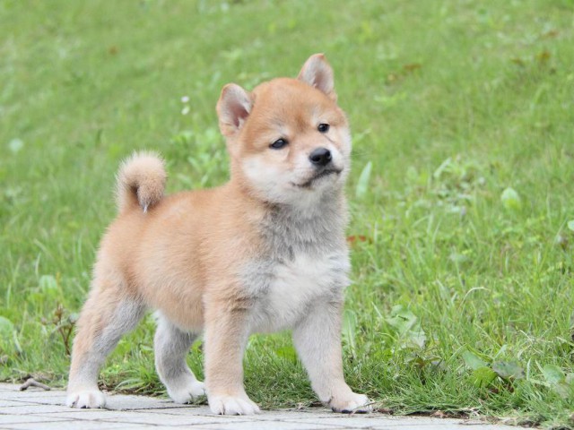 IMG_0974-shibainu Puppy