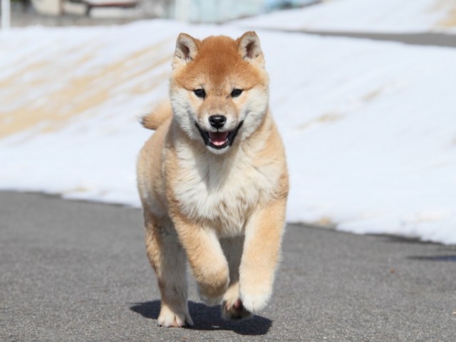 IMG_1021-shibainu-koinu