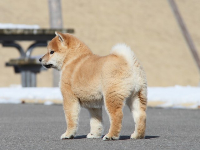 IMG_1029-shibainu-koinu