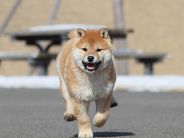 IMG_1037-shibainu-koinu