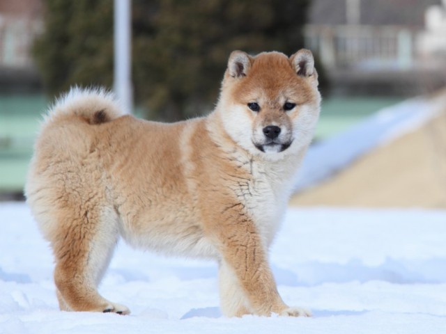 IMG_1064-shibainu-koinu