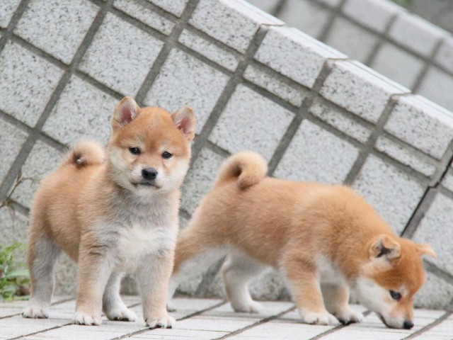 IMG_1067-shibainu Puppy