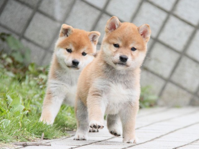 IMG_1068-shibainu Puppy