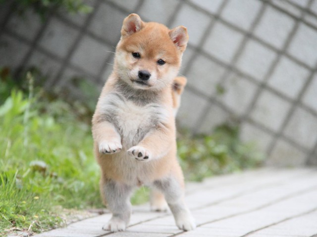 IMG_1072-shibainu Puppy