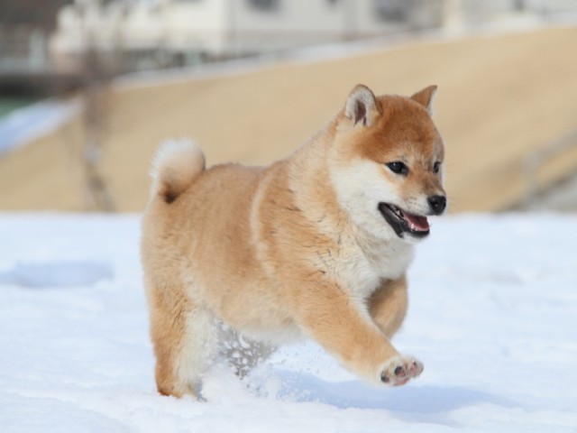 IMG_1072-shibainu-koinu