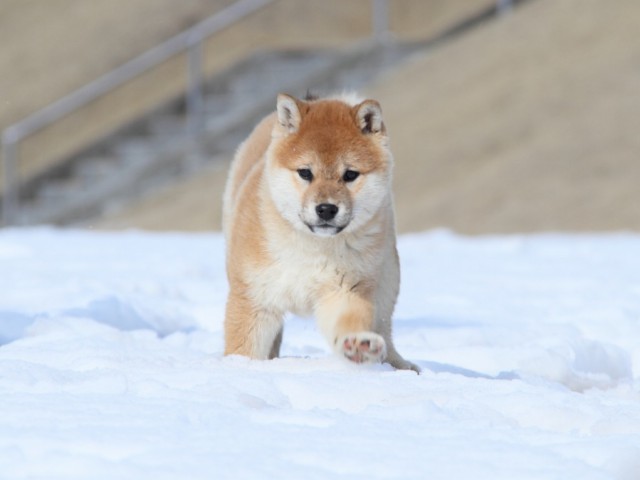 IMG_1082-shibainu-koinu