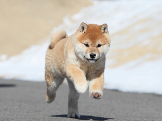 IMG_1111-shibainu-koinu