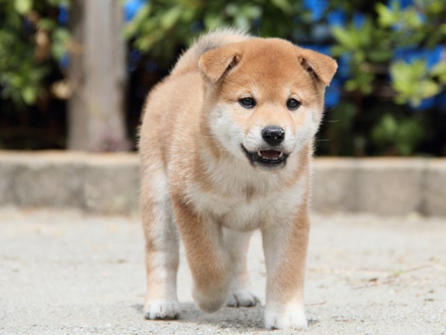 IMG_1190shiba