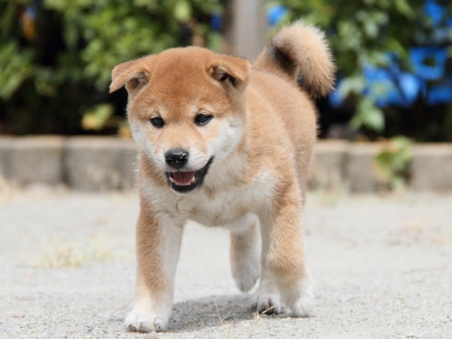 IMG_1193shiba