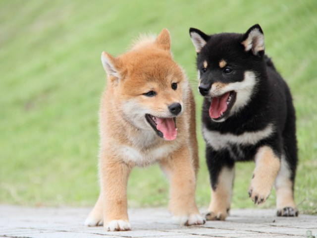 IMG_1217-shibainu-puppy