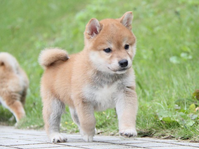 IMG_1275-shibainu Puppy