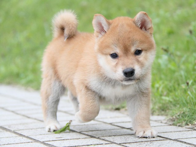 IMG_1285-shibainu Puppy