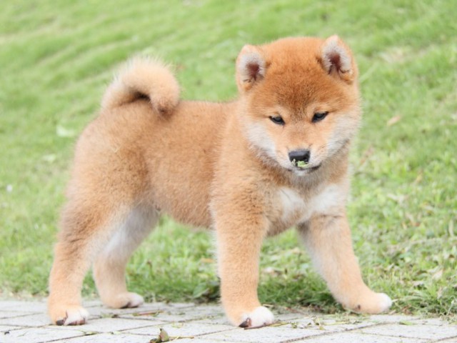 IMG_1294-shibainu-puppy