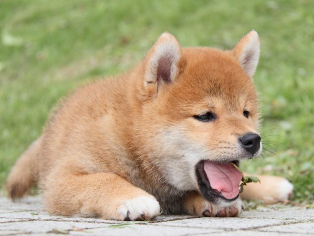 IMG_1317-shibainu-puppy