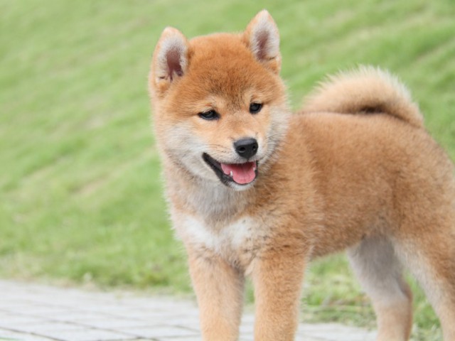 IMG_1326-shibainu Puppy