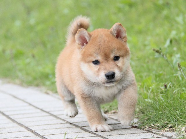 IMG_1337-shibainu Puppy