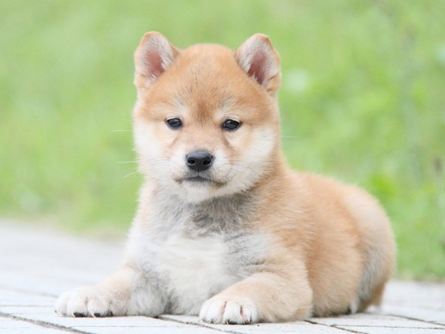 IMG_1352-shibainu Puppy