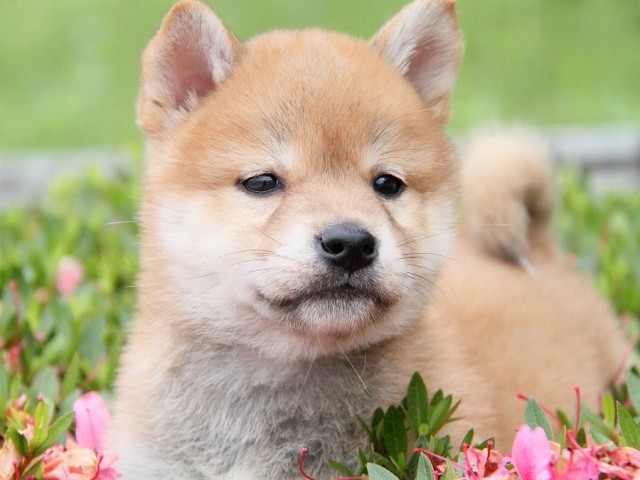 IMG_1364-shibainu Puppy