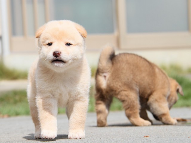 IMG_1368-shibainu-puppy