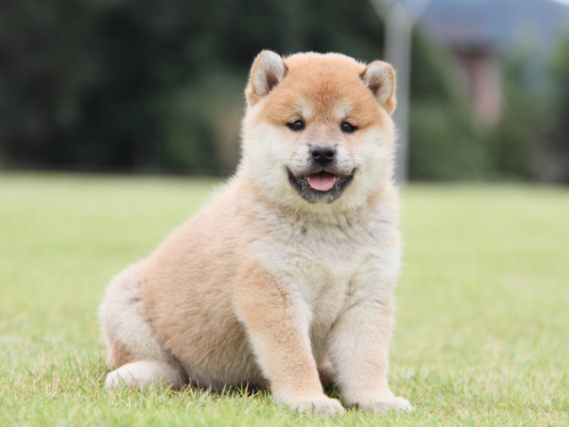 IMG_1399-shibainu-koinu