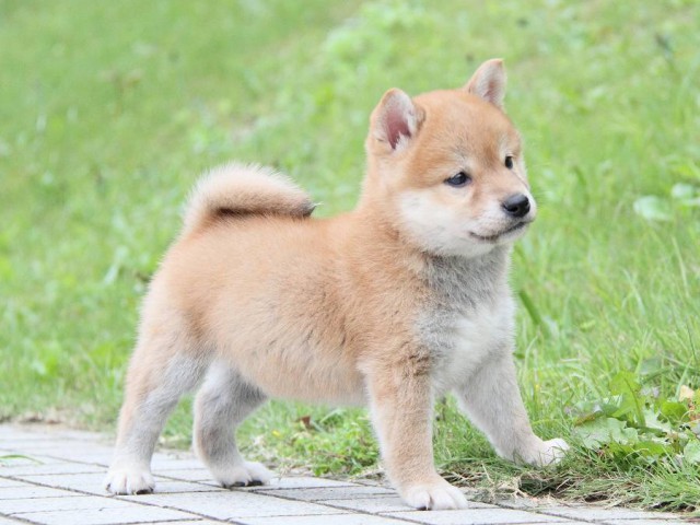 IMG_1455-shibainu Puppy