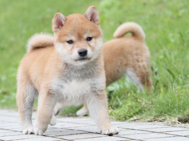 IMG_1473-shibainu Puppy