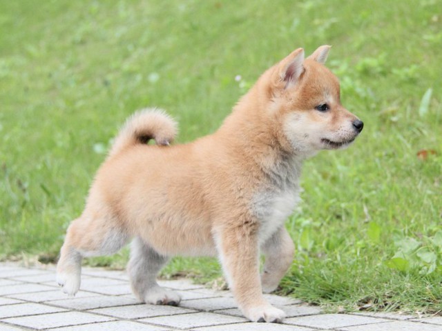 IMG_1479-shibainu Puppy