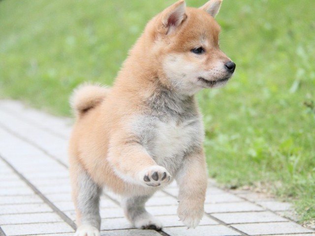 IMG_1488-shibainu Puppy