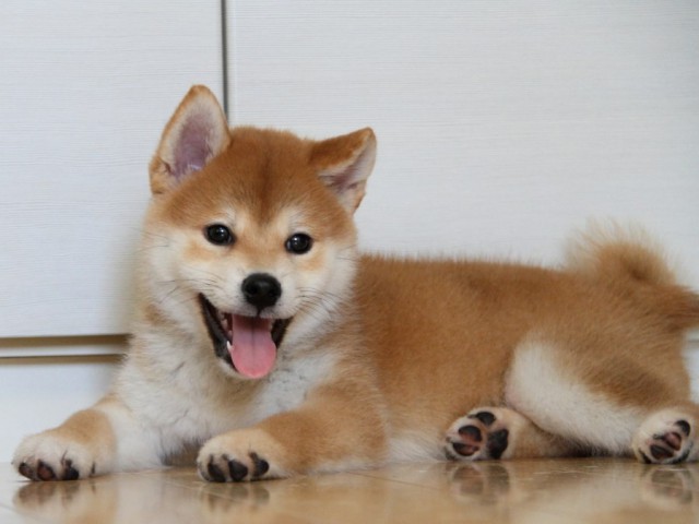 IMG_1697-shibainu-puppy