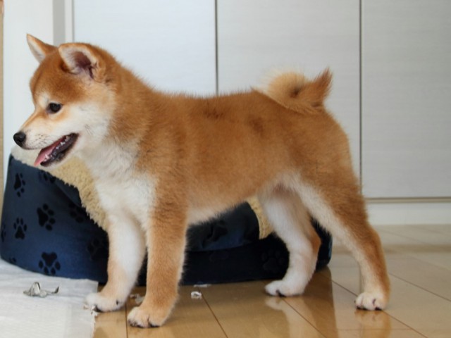 IMG_1736-shibainu-puppy