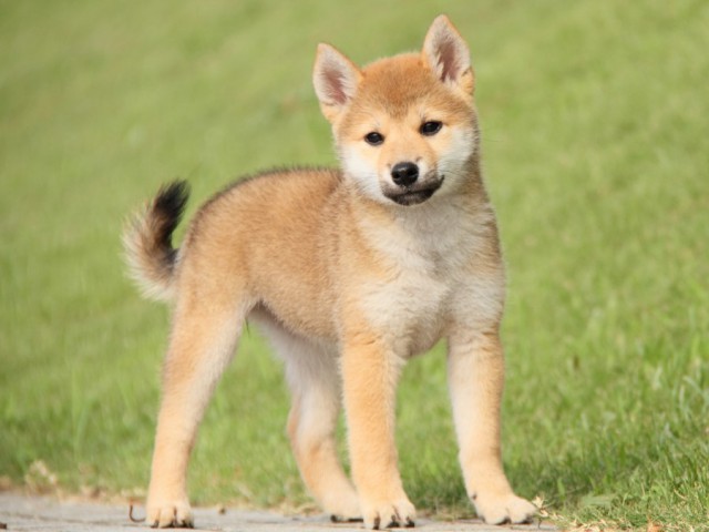 IMG_1916-shibainu-puppy