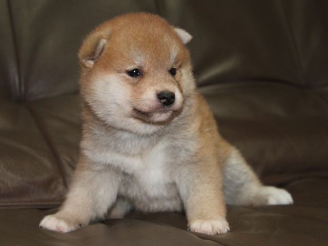 IMG_1918-shibainu-koinu