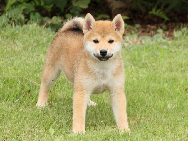 IMG_1961-shibainu-puppy