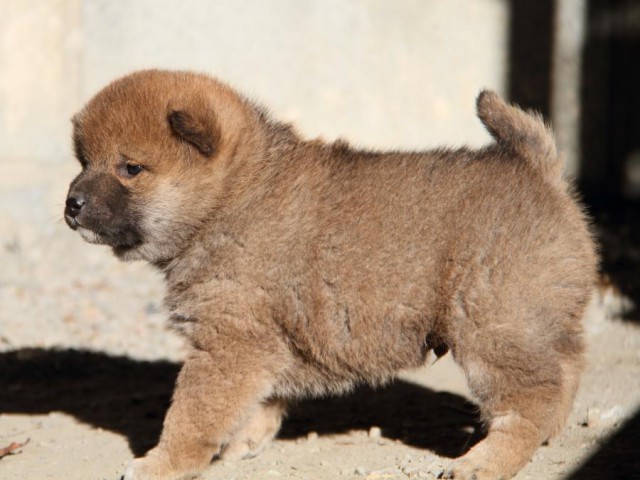 IMG_1980-shibainu-koinu