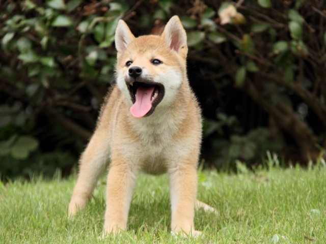 IMG_2060-shibainu-puppy