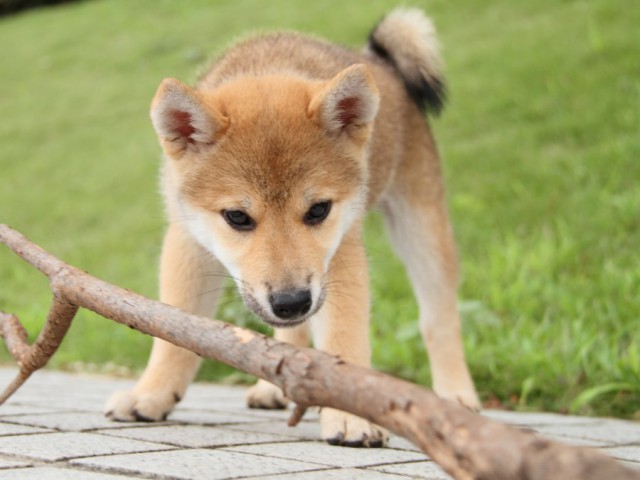 IMG_2128-shibainu-puppy