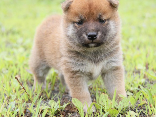 IMG_2185-shibainu-puppy