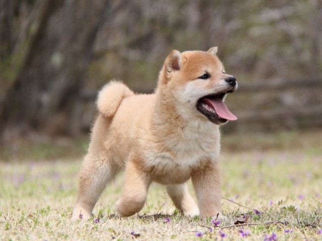 IMG_2341-shibainu-puppy