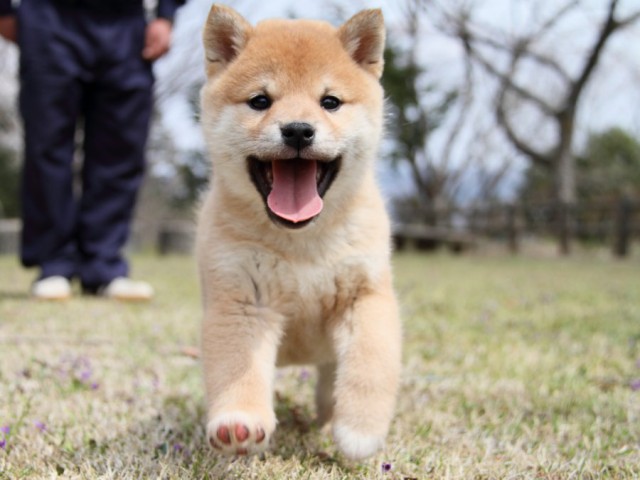 IMG_2352-shibainu-puppy