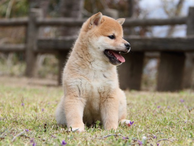 IMG_2361-shibainu-puppy