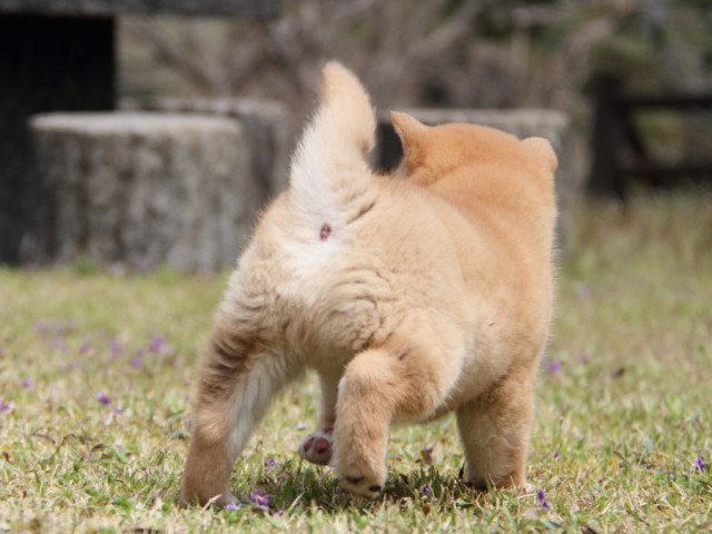 IMG_2388-shibainu-puppy