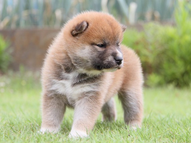 IMG_2425-shibainu-puppy