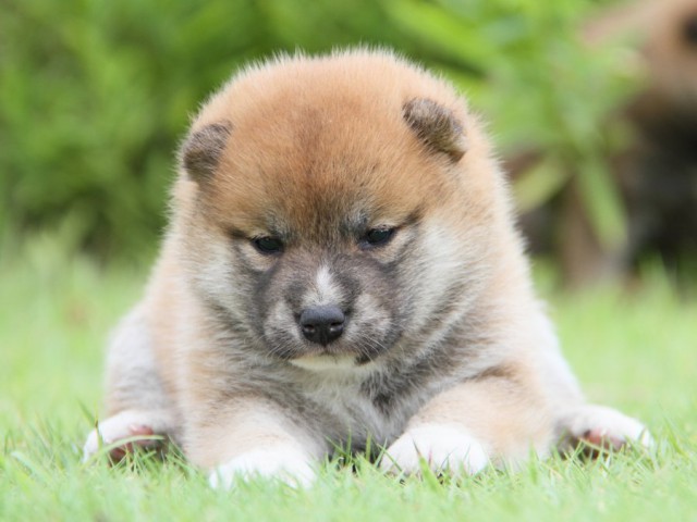 IMG_2441-shibainu-puppy